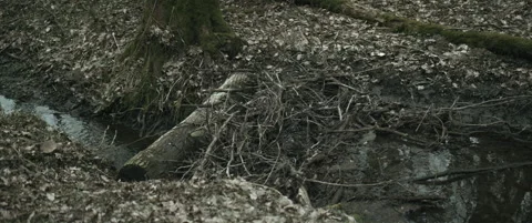 Water flowing through the forest Stock-Footage 297633545