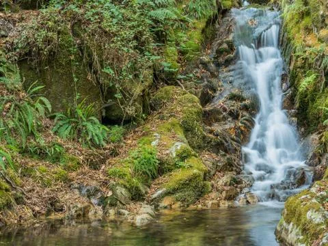 Water flowing through the forest Stock Photos