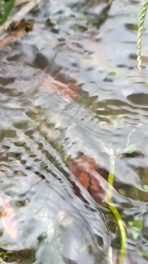Water flowing through the grass. Video stock 185911477