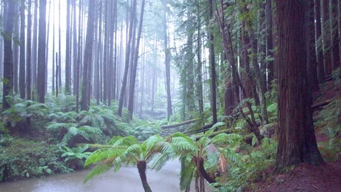 Water flowing through green forest during rainy season Stock Footage 76103287