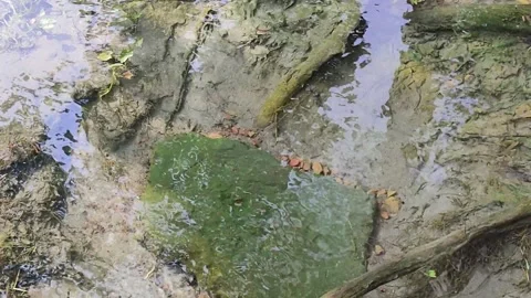Water Flowing Through Green Rice Field Stock Footage 344091326