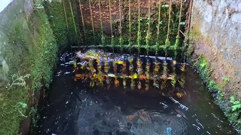Water flowing through a metal grate in a mossy concrete channel Stock Footage 341680802