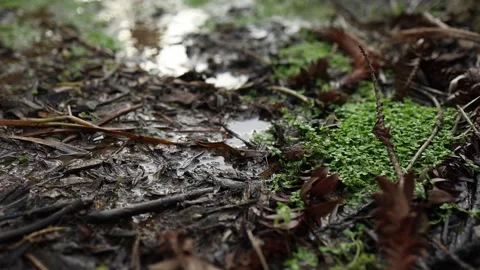 Water flowing through a muddy forest ground 動画素材 336308718