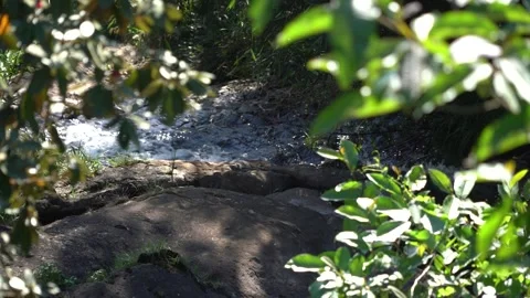 Water flowing through rocks in a forest 2, nature Stock Footage 264490862