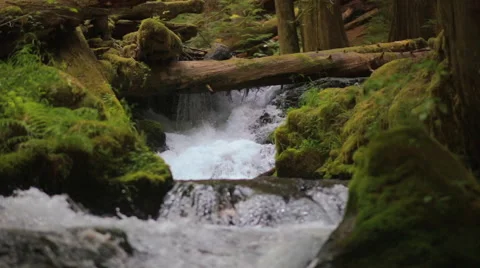 Water Flowing Through Rocks in the Pacific Northwest Stock Footage 53076294