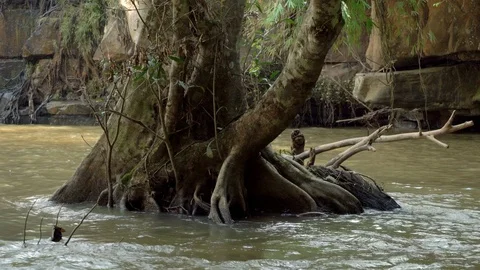 Water flowing through the single trees. Stock Footage 119515012