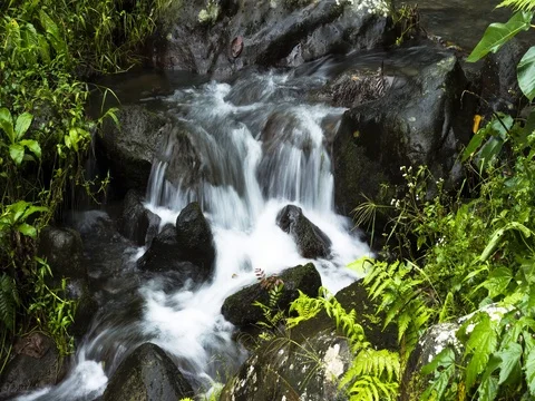 Water flowing through stream in forest Vídeo Stock 80452442