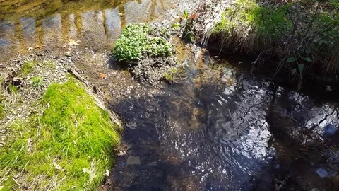 Water flowing through stream (watch until end!) Stock Footage 73347404