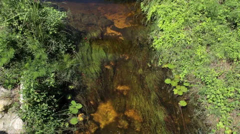 Water flowing through a tiny river. In the bottom, water plants. Stock Footage 50424644