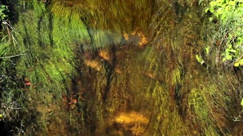 Water flowing through a tiny river. In the bottom, water plants. Stock Footage 50427363