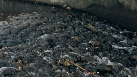 Water Flowing through tons of rocks and wigs. Video stock 115267330