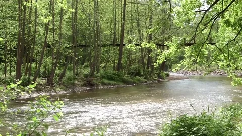 Water flowing through woods Stock Footage 81755552