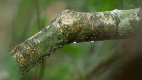 Water Flowing on Tree Branches Video stock 298163059
