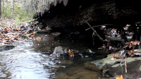 Water flowing under log bridge Stock Footage