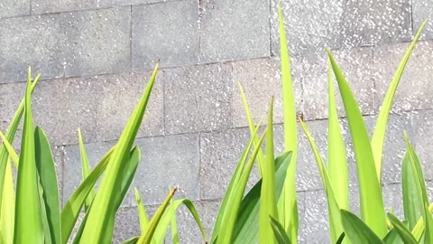 Water flowing from the wall in front of which there are plants Stockbeeldmateriaal 243368904