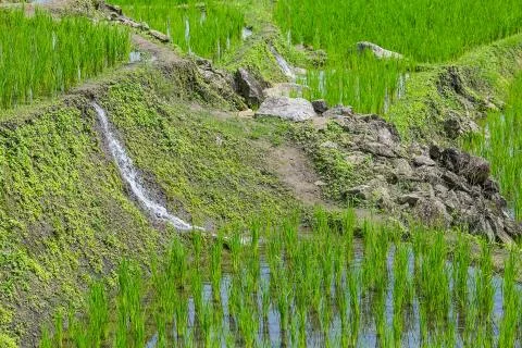 Water is flowing within each layer of rice terrace at Pa Bong Piang near Inth Stock Photos
