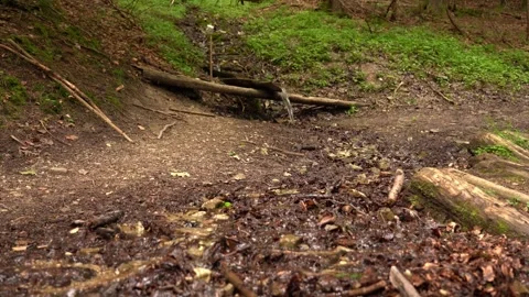 Water flowing from a wooden structure in a serene forest setting Stock Footage 308527341