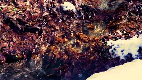 Water flowing in the woods Stock Footage 73941894