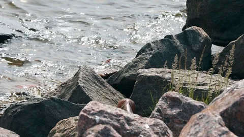 Water flows across the stone Video stock 95669703