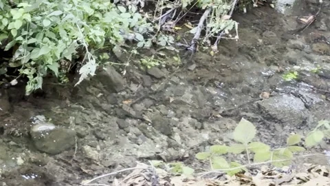 Water flows along a rock bottom creek Stock Footage 322552963