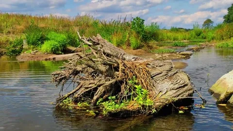 Water flows around a large log amid green plants along the riverbank on a s.. Stock-Footage 347460245
