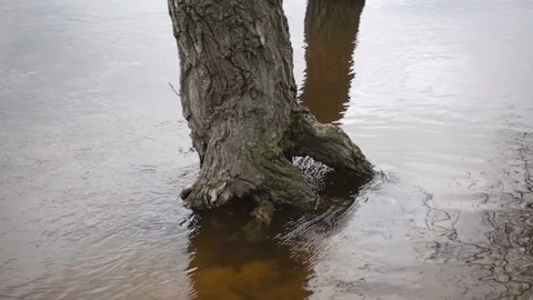 Water flows around a tree trunk in slow motion Stock-Footage 241611420