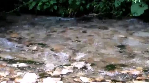 Water flows between fronds and stones Stock Footage 117508568
