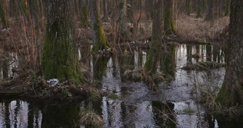 Water flows between trees, close-up, 4K Stock Footage 170587563