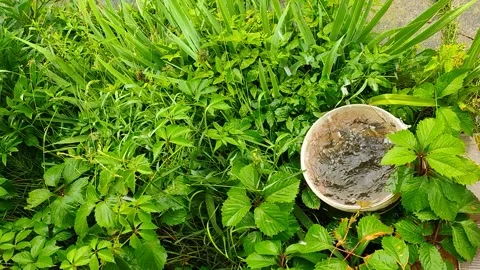 Water flows into a bucket during rain 2 Stock Footage 157721543