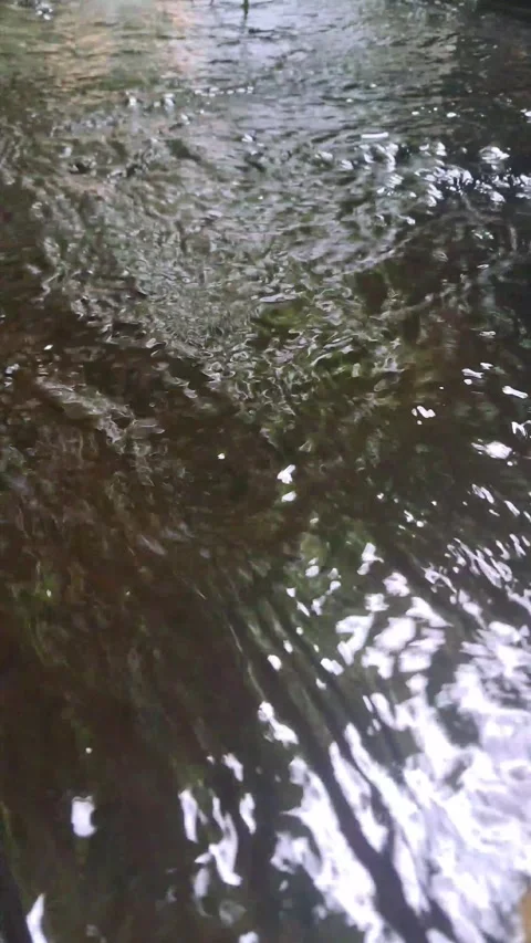 Water Flows in a Calm River Stock Footage 307035976