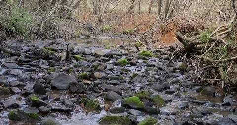 Water flows to camera over rocks and lichens background pond lightens  Stock Footage 87764771