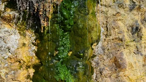 Water flows from a cliff covered with moss Stock Footage 72642510