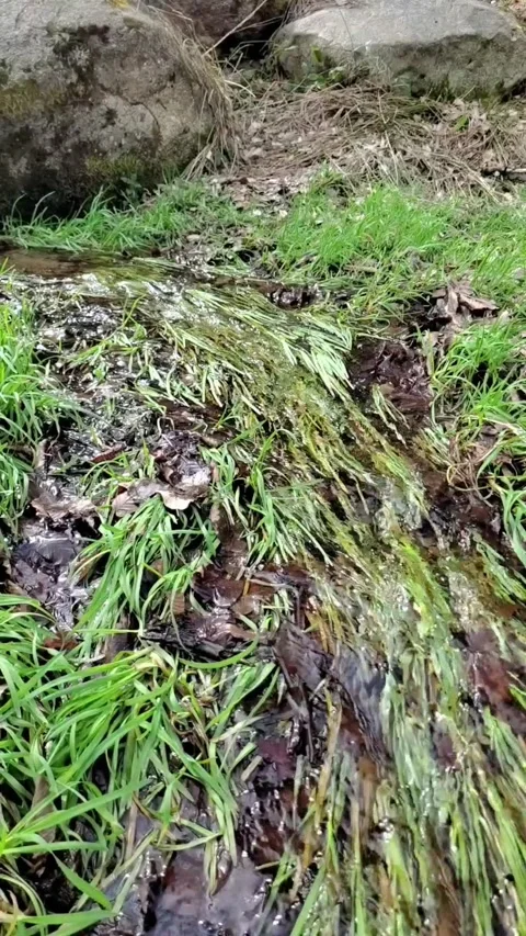 The water flows down the grassy field Stock Footage 303990662