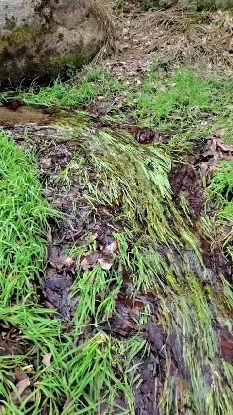 The water flows down the grassy field Stock Footage 303990696