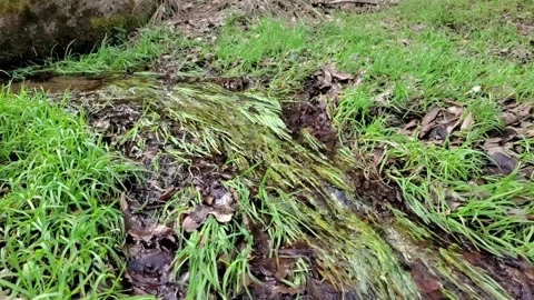 The water flows down the grassy field Stock Footage 303991261