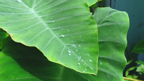 Water flows down the leaves of the Elephant Ear Stock Footage 175200212