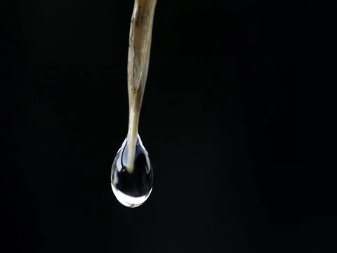 Water flows down the leaves Stock Footage 74794473