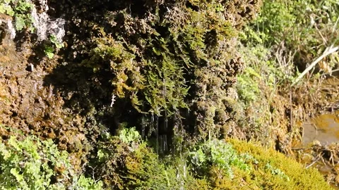 Water flows down the moss 2 Stock Footage 337791875