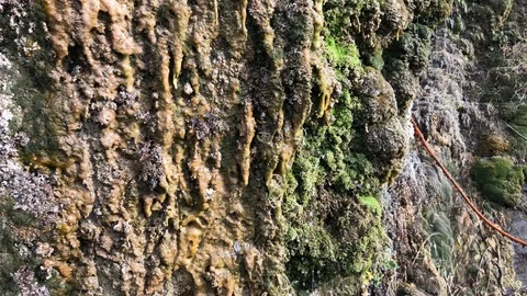Water flows down a moss-covered wall Stock Footage 112520251