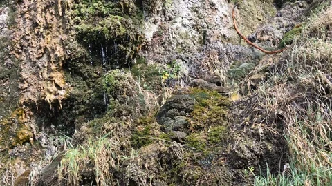 Water flows down a moss-covered wall Stock Footage 112520277