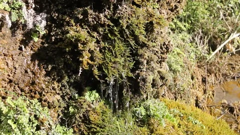 Water flows down the moss Stock Footage 337791862
