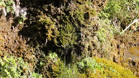 Water flows down the moss Stock Footage 337791874