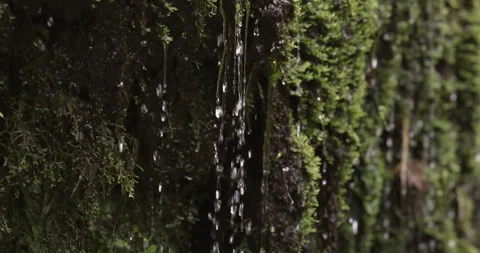 Water flows down plants, close-up, 4K slomo Stock Footage 249749156