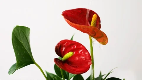 Water flows down a red flower, spathiphyllium, calla red flower, HD Stock Footage 127190402