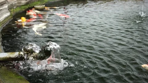 Water flows into the fish pond Stock Footage 263833754
