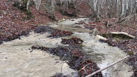 Water flows in the forest with fallen autumn leaves 스톡 동영상 140057259