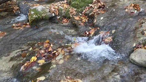 Water flows in the forest with fallen autumn leaves 스톡 동영상 140248658