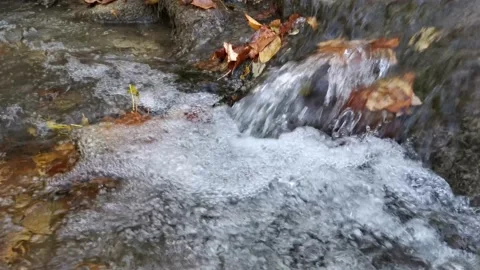 Water flows in the forest with fallen autumn leaves Stock Footage 140331514