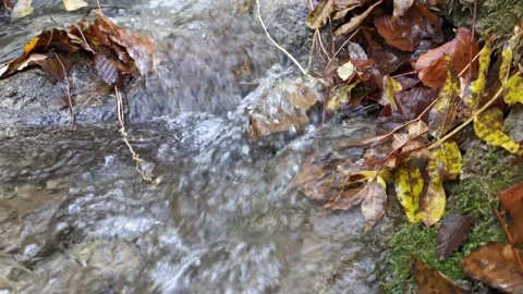 Water flows in the forest with fallen autumn leaves 스톡 동영상 140331624