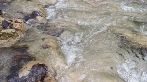 Water flows in the forest with fallen autumn leaves. Stock Footage 150988331